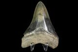 Serrated, Fossil Megalodon Tooth - Georgia #104973-1